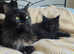 Maine Coon black and ginger kittens  available