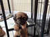Gorgeous Zuchon/Shihchon pups