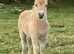 Pedigree miniature Shetland filly