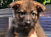 Gorgeous German shepherd puppies