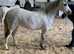 Potential Hoys pony