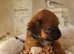Stunning shorkie puppies ready to go