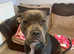Female American bulldog