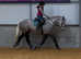 Stunning 16.2hh Irish draught x cob gelding