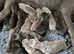 Cane Corso pups