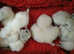 Purebred Ragdoll Kittens HCM and PKD genetically clear