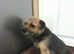 Border terrier puppy's