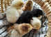 Day old Pekin Bantam chicks