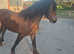 Sec D cob mare