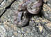Nic T+ Blizzard CA Dwarf Boa (Nic T+ / RDR Anery),cb24.
