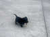 Schnauzer miniature k c registered