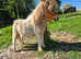 Beautiful little shetland foal