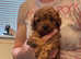 Health Tested Parents Red KC Reg Toy Poodles