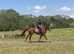 Smart chunky 16/16.1h 6yo 2019 ex Pt2Pt Irish chestnut TB gelding ***
