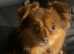 Male chihuahua