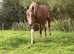 STALLION Pb ARABIAN (87.86%)