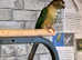 Beautiful young conure parrot