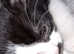 Lovely kittens for sale, I have one boy and 2 girl absolutely adorable. They have individual lil character's.