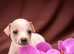 American Hairless terrier female pups