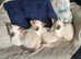 Registered chocolate point siamese kittens