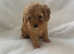 Two very cute boys F1 cavapoo ready  to go