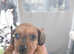 Miniature toy dachshunds puppies for sale