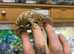 Brosse Leachianus Giant Gecko at Birmingham Reptiles