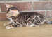 TICA registered, Health screened Bengals