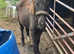 Black filly foal to make 15+
