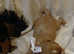 Health Tested cavalier king Charles