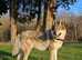 Planned Litter - Czechoslovakian Wolfdog UK