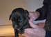 Kc reg 5 generation labradors