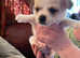 Pug x jack russell - chihuahua  puppies