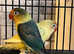 Breeding pair love birds