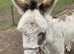 Selection of donkeys