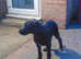 DEERHOUND/WIREHAIRED HUNGARIAN VISZLA PUPPIES