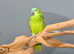 Baby Blue fronted Amazon talking parrots,19