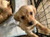 Cocker spaniel x Labrador puppies
