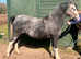 Rambling Rose(Open to offers around £1000)