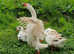 Goslings for sale