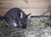 Netherland dwarf rabbits