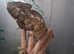Ousletts chameleon