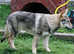Czechoslovakian Wolfdog Puppies