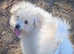 Bichon poodle, 5 months old boy.