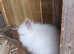 Angora x lion head babies