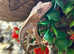 Lilly White Crested Geckos at Birmingham Reptiles