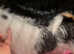 KC REG WIRE FOX TERRIERS