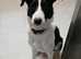 Male Border Collie