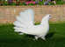 PURE WHITE FANTAILS - BEST QUALITY
