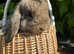 Beautiful mini lop baby